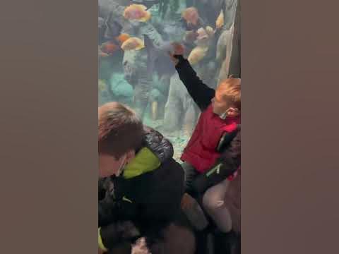 Океанариум Адлер - YouTube