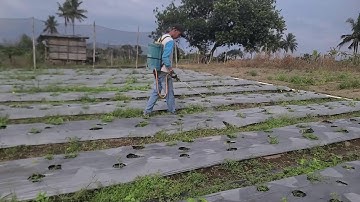 The Process of Spraying Agricultural Pesticides on Plant Seeds — Agriculture Farming