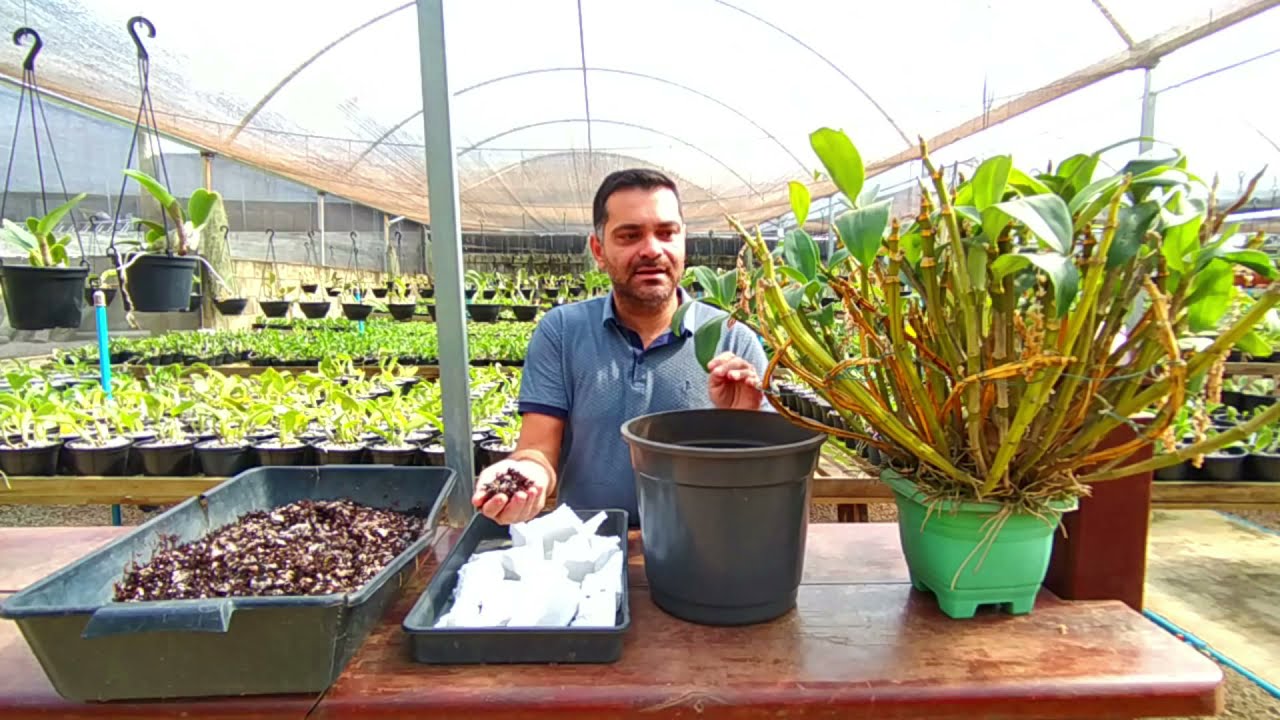 Cultivo e Replantio Dendrobium Densiflorum