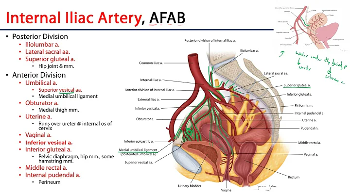 Internal Iliac Artery - M1 Perineum