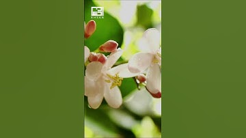 الآية 186 من سورة البقرة للقارئ فارس عباد  #faresabbad