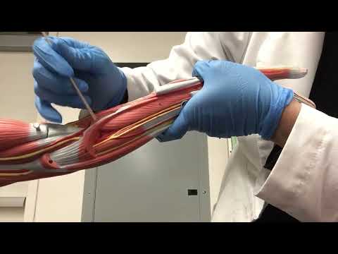 Arteries of the