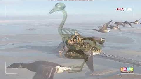 鳥的主要特征  【中學生物】