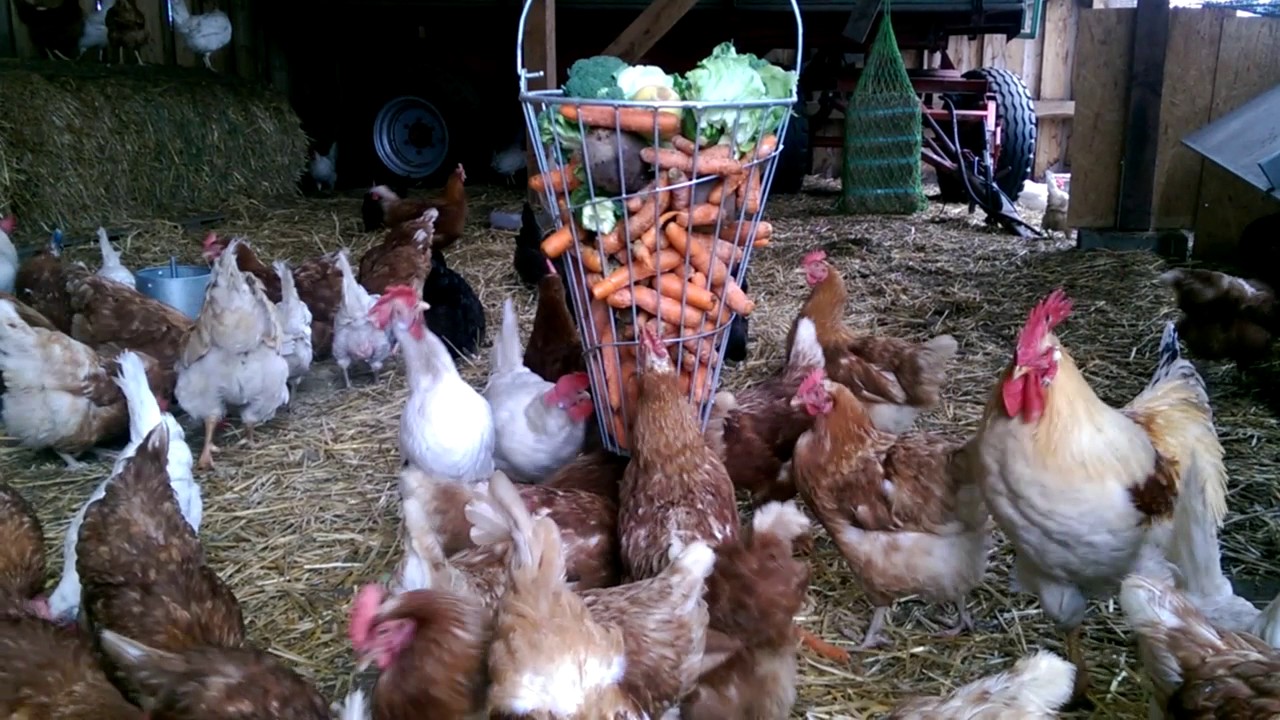 STALLPFLICHT FÜR HÜHNER WEGEN VOGELGRIPPE - Unsere Lösung - YouTube STALLPFLICHT FÜR HÜHNER WEGEN VOGELGRIPPE - Unsere Lösung - YouTube