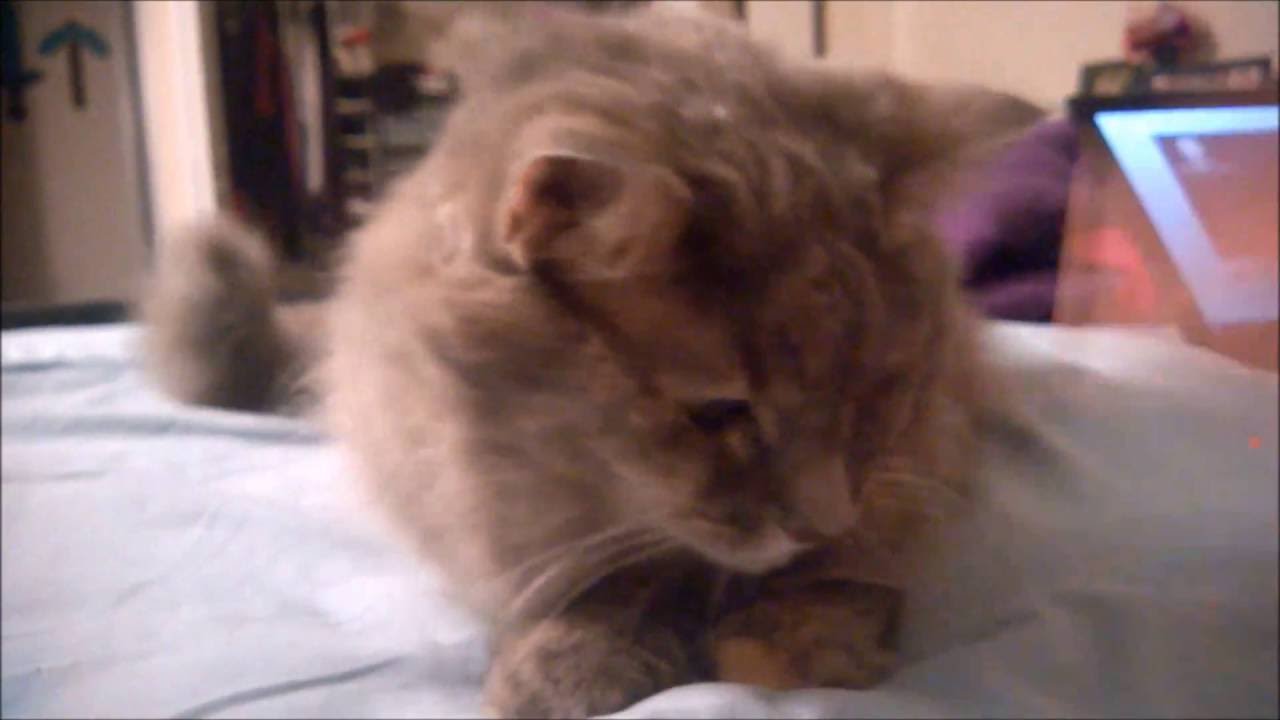 Kitty Plays With Hair Tie - Olive the Cat