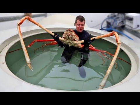 Vidéo: Les crabes sont-ils chinois ?