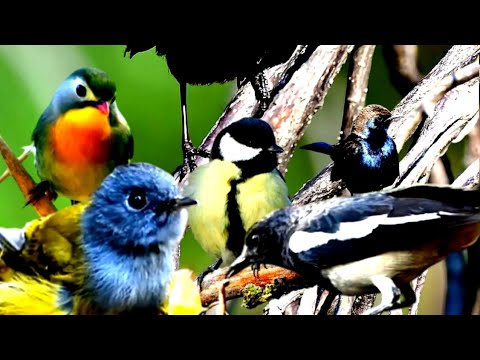 वीडियो: वन्यजीव: रॉबिन एक छोटा पक्षी है, लेकिन बहुत गर्वित है