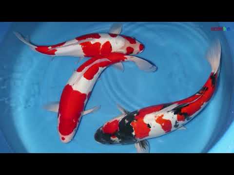 Video Hướng Dẫn Cách Lựa Chọn Cá Koi Đẹp Đúng Tiêu Chuẩn - youtube