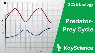 Predator-Prey Cycle - GCSE Biology | kayscience.com