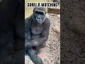 #Gorilla watching ##Silverback #lowlands #monkey #ape #aap #chimpanzee #Artis #Amsterdam