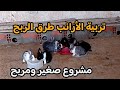 مشروع مربح تربية الأرانب طرق تربية الحيوانات في الريف الجزائري