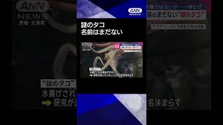 【ニュース】名前はまだない“謎のタコ”　新種ではないが…一体なぜ #shorts