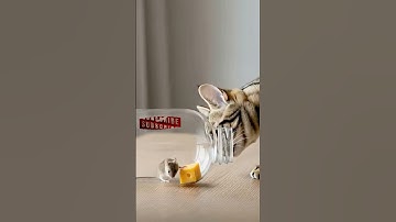 Don’t blink… or you’ll miss it! ⚡🐱 #funny #animals #trending #shorts #tabbycat #trap