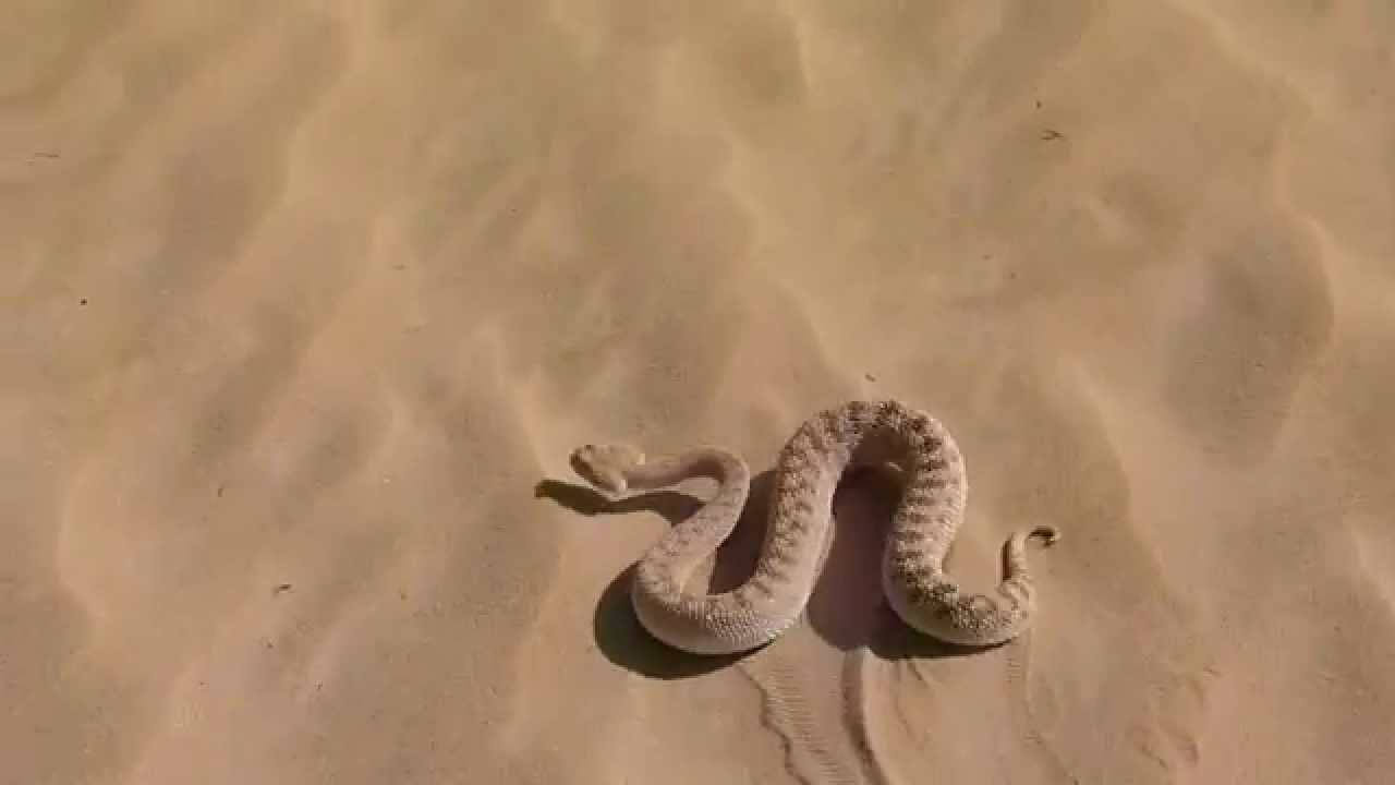 Arabian Horn Viper Release I