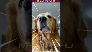 Micky  The dog | Story Of Amazing Dog  | Malayalam Funny | Part181 #dog #shorts #malayalam #cute