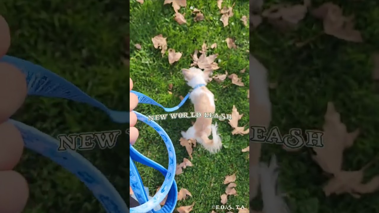 One Piece Fans, Your Pets Need This! 🏴‍☠️🔥 