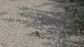 Zandhagedis Bijna Overreden V2