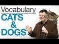 English Vocabulary - CATS  DOGS