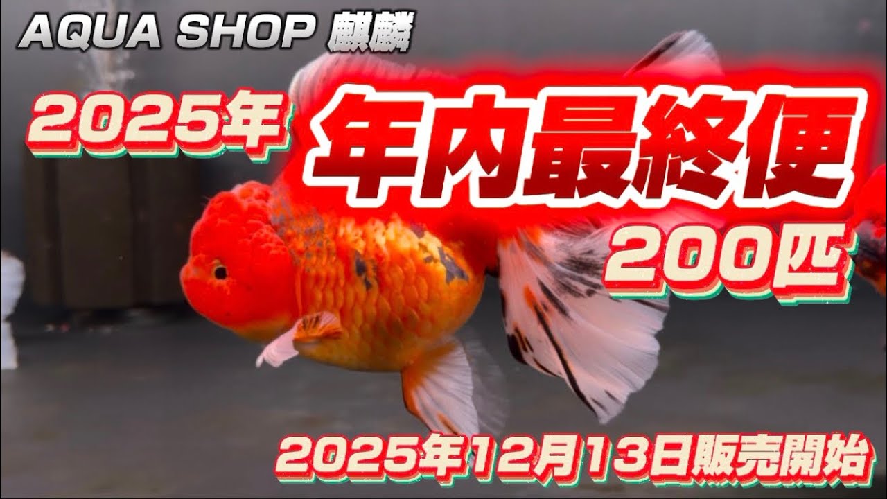 AQUA SHOP 麒麟】2025年最終便！ラストもぶっ飛び価格で！【2025年12月 