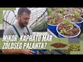 Mikor kapható már ZÖLDSÉG PALÁNTA ? | Mikor kell a palántát / egynyáriakat kiültetni ?