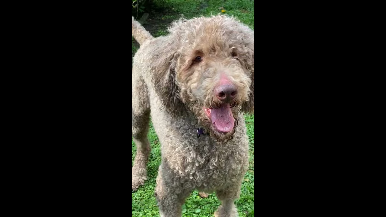 Buster-FL is available for adoption through IDOG Doodle Rescue!