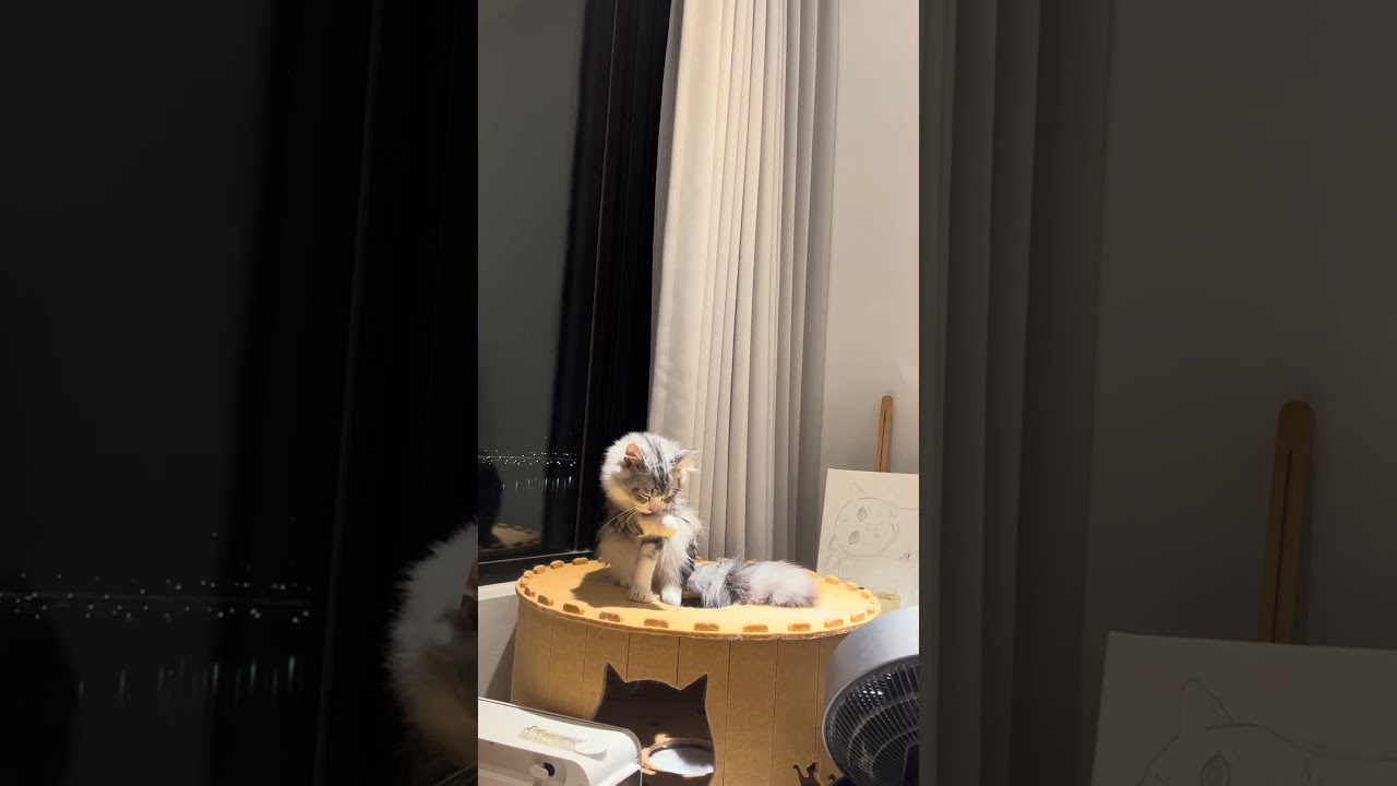 昨晚忙完回到家,六兒子 #小軟糖 還真是悠哉,聽黑膠真空管音樂整理他的毛 縮圖