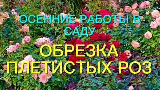 Розы. Осенние работы в саду. Обрезка плетистых роз.🌹🌹🌹