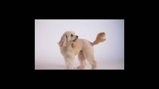 TAWNN Human Connection Instrumental