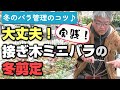 【バラの育て方】冬のバラ管理のコツ♪大丈夫！接ぎ木ミニバラの冬剪定（2023年2月10日）