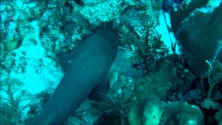 Nurse Shark being fed Lion Fish