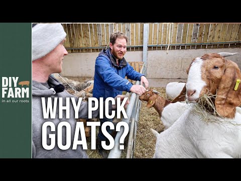 Video: Caprele boer sunt bune pentru muls?