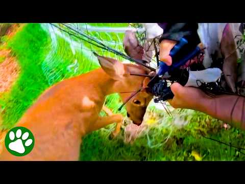 Rescuer Refuses to Give Up on Panicked Deer ❤️🙏