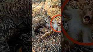 #facts #experiements #animals #wildlife #youtubeshorts #amazingfacts #shorts