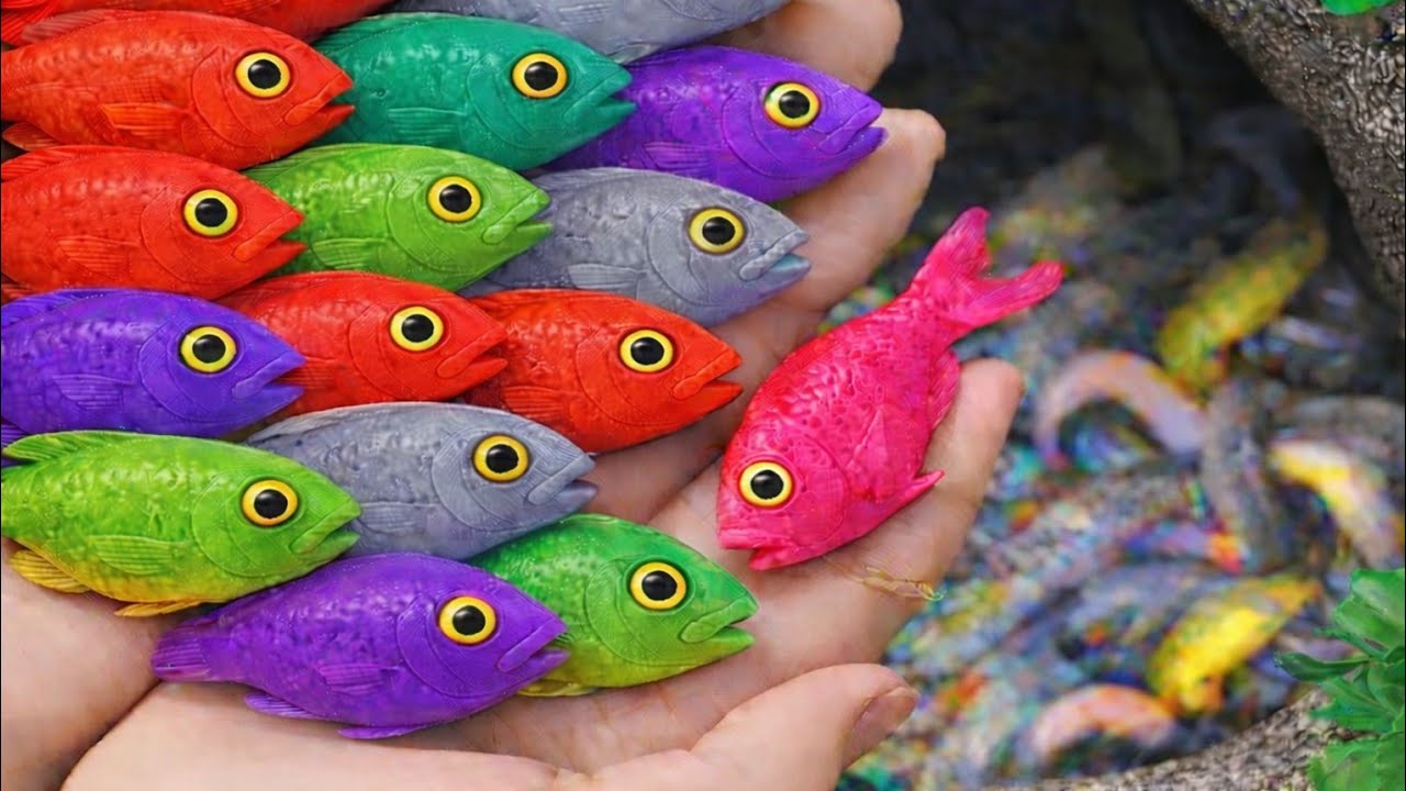 Catch beautiful aquarium fish in small ponds such as koi, goldfish, guppy, pencil fish