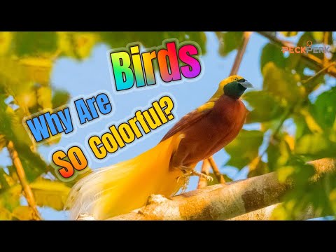 Why Are Birds So Colorful?