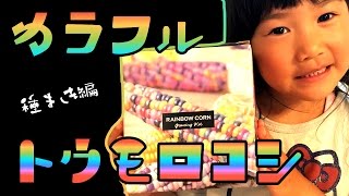 カラフルすぎる！？トウモロコシ！レインボーコーン☆グラスジェムコーン☆Rainbow Corn cultivation kit、Glass Gem Corn、Jewelry Corn【#303】