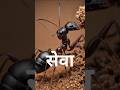 जहाँ शब्द ख़ामोश हो गए… वहाँ अन्न बोल उठा 🌾 गाँव से जंगल तक करुणा #alwar #trending #viralvideo #sewa