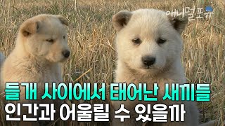 야생 들개 사이에서 태어난 새끼 강아지들.. 인간과 함께 살 수 있을까? | KBS 환경스페셜 080430 방송