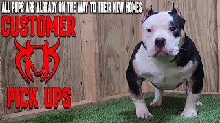 THESE AMERICAN BULLY PUPPIES SOLD OUT IN LESS THAN A HOURS TIME!!!!!!! by KILLINOIS KENNELS 4,858 views 3 months ago 5 minutes, 44 seconds