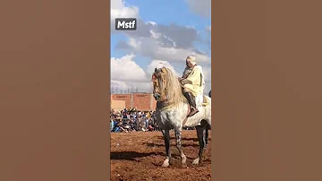 خيول الفنتازيا 24 