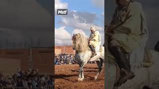 خيول الفنتازيا 🇩🇿...