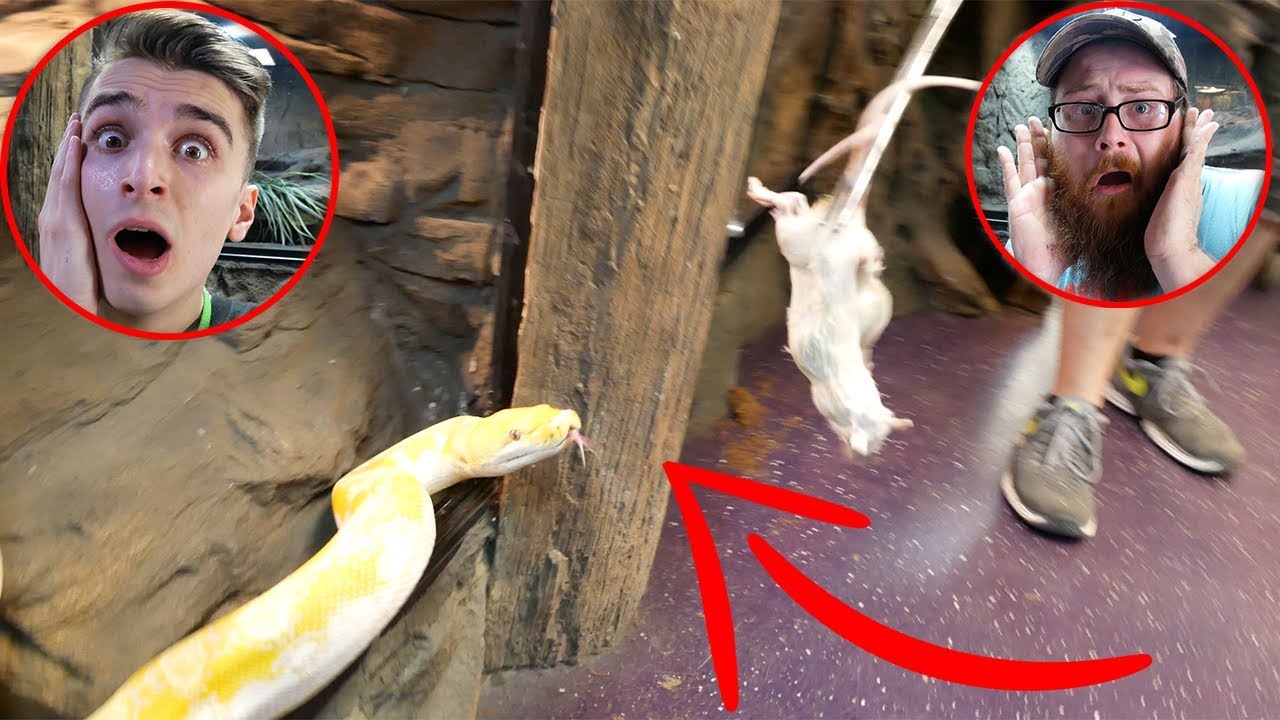 the reptarium dallas Giving TASTY TREATS to our REPTILES!!