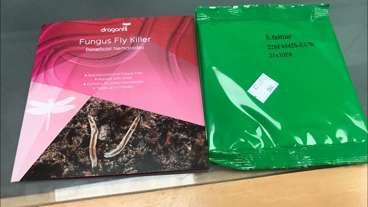 What I use to control Fungus Flies on my indoor tropical fruit plants ...