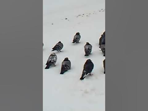 Сава красава - YouTube