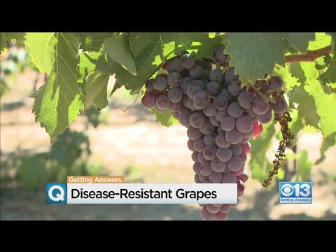 Βίντεο: Τι είναι ο ιός Grapevine Leafroll: Μάθετε σχετικά με τη διαχείριση του Leafroll Of Grapes
