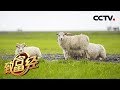 《致富经》都说钱难赚 他咋年卖7亿元？20180621 | CCTV农业