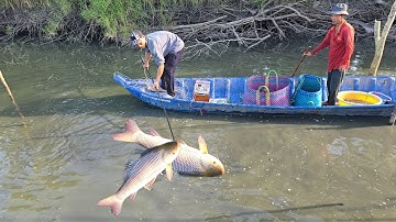 Đi kích cá gặp vuông cá toàn là hàng khủng đi 1 khúc đầy xuồng | Hương Tràm U Minh