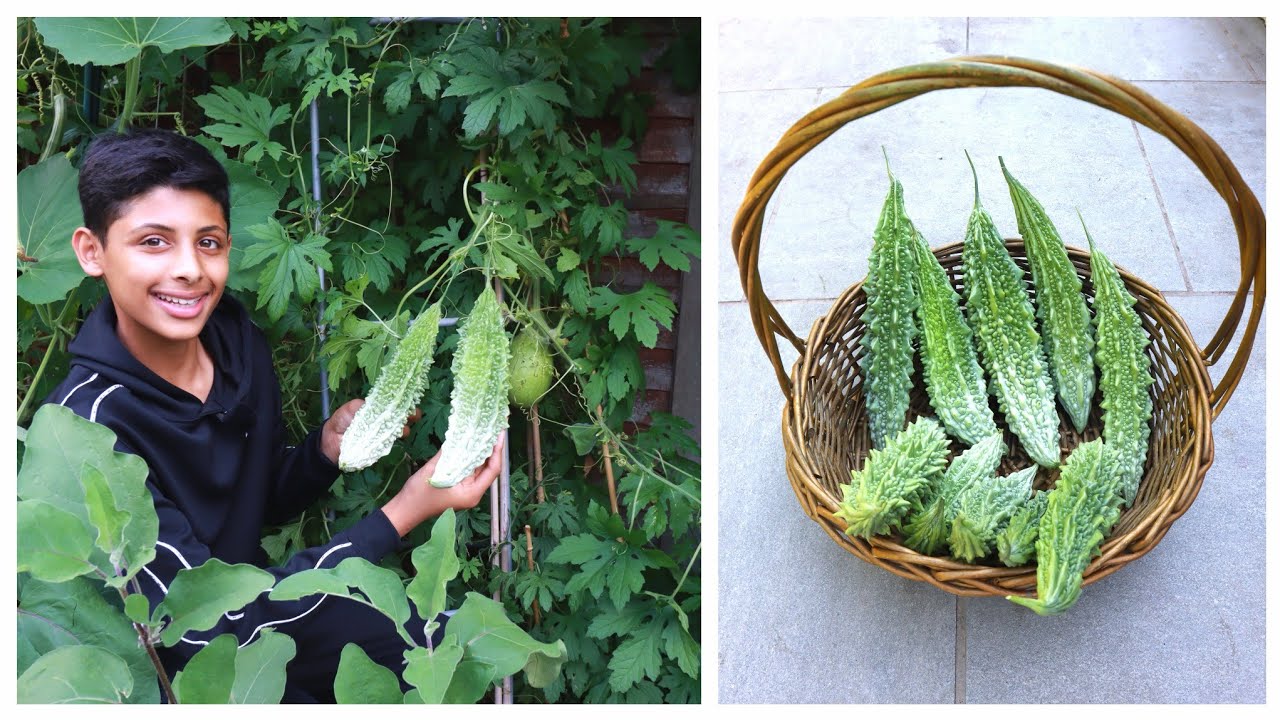 Organic Bitter Gourd Farming Tips For Growing Bitter Melon YouTube