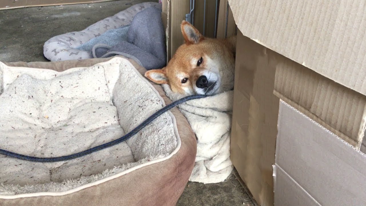 ダンボールハウスから顔だけ出して昼寝する柴犬 Shibe Was Sleeping With His Head Out Of The Cardboard House Youtube