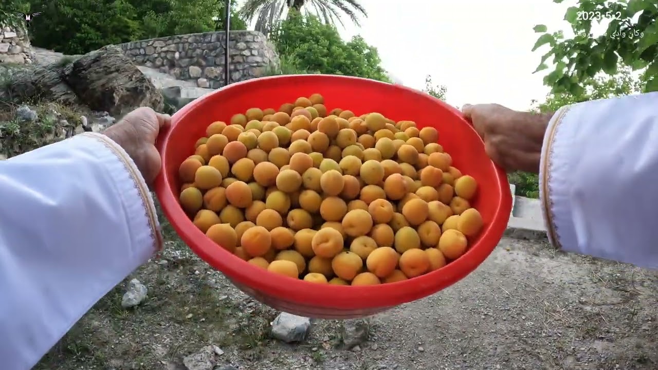 قرية وكان ▪︎ وادي مستل ▪︎ ولاية نخل ▪︎ محافظة جنوب الباطنة ▪︎ سلطنة عمان